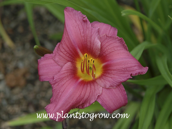 Daylily Summer Wine
24 inches tall
light wine with greenish yellow throat
dormant diploid
(Wild 1973).